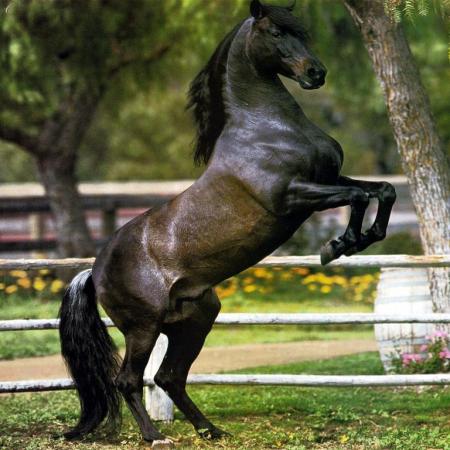 Cheval qui cabre