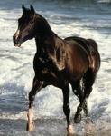 Lovely Horse