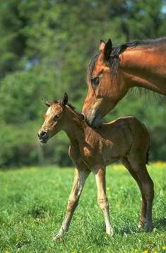 Maman et Poulain